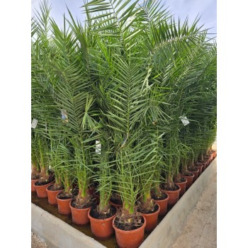 Phoenix canariensis 15 lt -5º/-8º